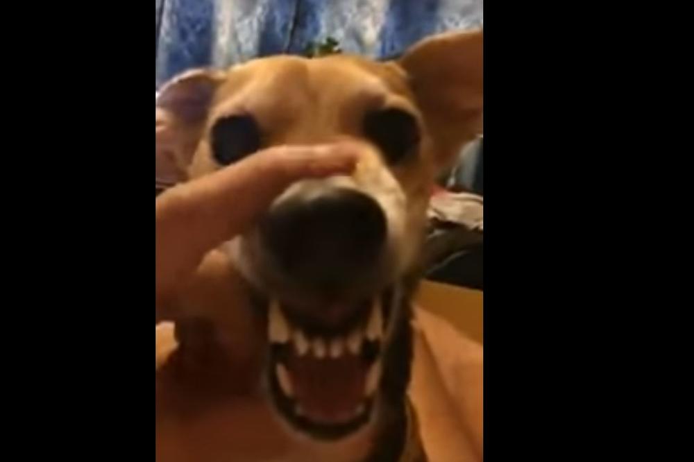 LA LA LA PAS JE HIT NA INTERNETU: Pažnja, moguće je da ostanete bez daha od smeha! (VIDEO)