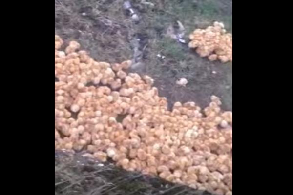 Niste videli ovoliko PILIĆA u životu! Prolaznici našli HILJADE OSTAVLJNIH DA UMRU (VIDEO)