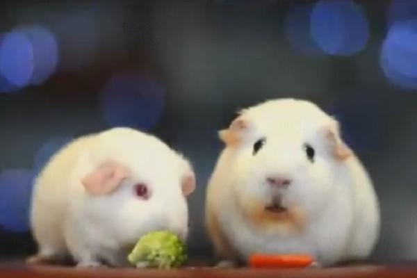 KAO ČOVEK U PROBLEMU: Ovo morsko prase ima EGZISTENCIJALNU KRIZU! (VIDEO)