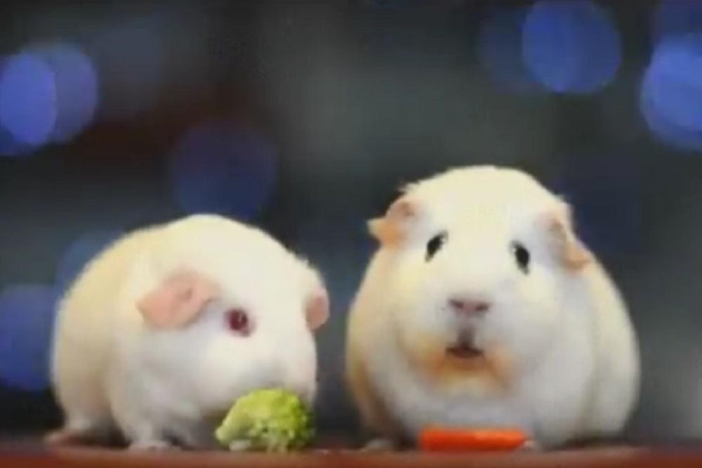 KAO ČOVEK U PROBLEMU: Ovo morsko prase ima EGZISTENCIJALNU KRIZU! (VIDEO)