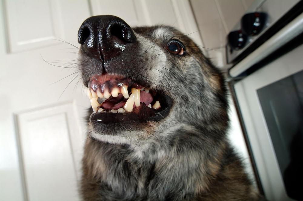Pas izujedao za lice devojčicu (9) u Novom Sadu, vlasnik pobegao: Iskidao joj usne i izbio zube!