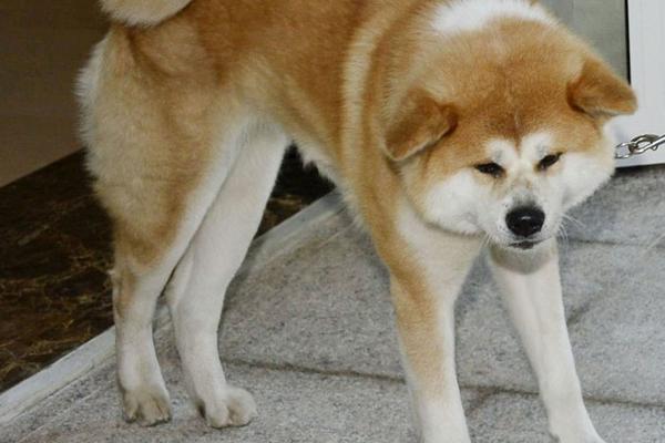 AKITA NAPALA MALOG LUKU (9) U LOZNICI! Ujela ga je za ruku, otac ga je jedva ODVOJIO OD DETETA!