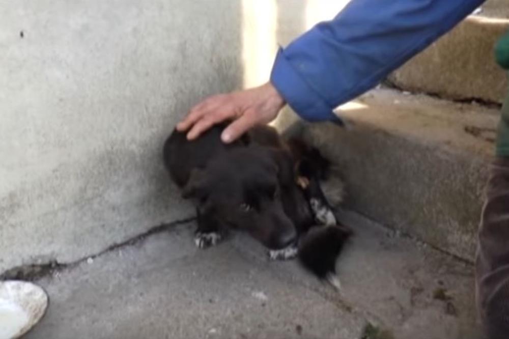 SJAJNE VESTI! Pas Mujo kome su monstrumi odsekli šape je van životne opasnosti! (VIDEO)