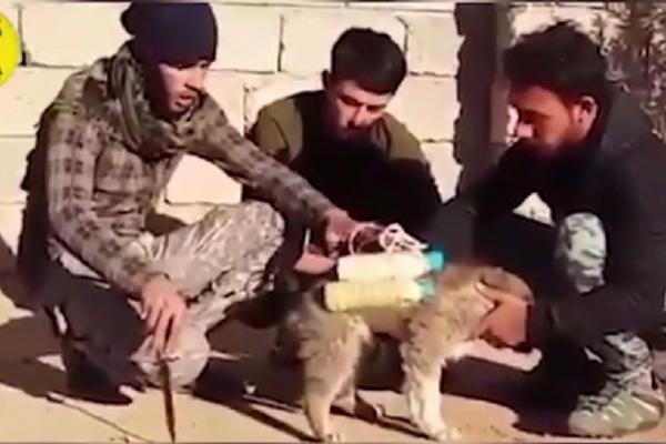 Džihadisti koriste sva sredstva: Zakačili su eksploziv za štene kako bi ubili pobunjenike! (VIDEO)