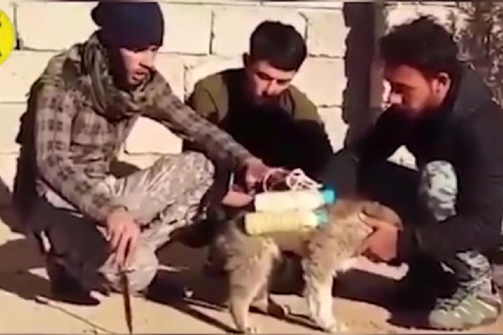 Džihadisti koriste sva sredstva: Zakačili su eksploziv za štene kako bi ubili pobunjenike! (VIDEO)
