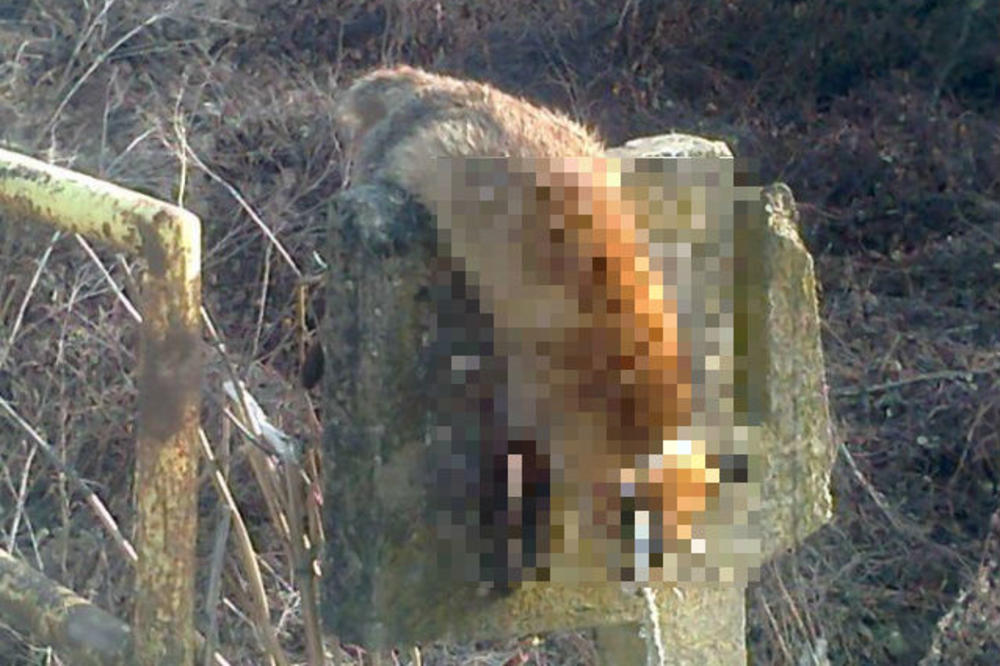 LJUDI SU ZVERI! Ova fotografija je danas razbesnela Srbe na internetu! (UZNEMIRUJUĆI FOTO)