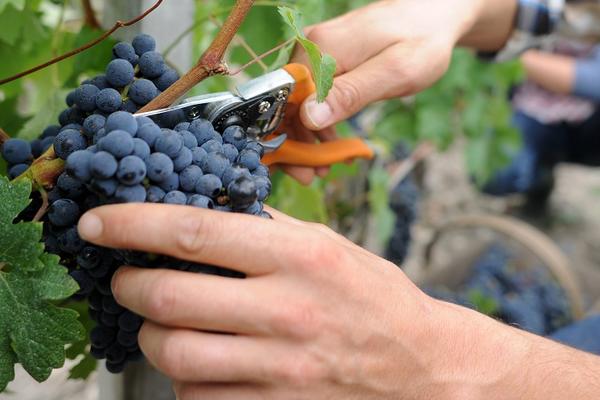 KADA POJEDETE GROŽĐE, U VAŠEM ORGANIZMU SE DEŠAVA NEŠTO VEOMA JAKO! Ova VOĆKA BOGOVA će učiniti čudo za TELO