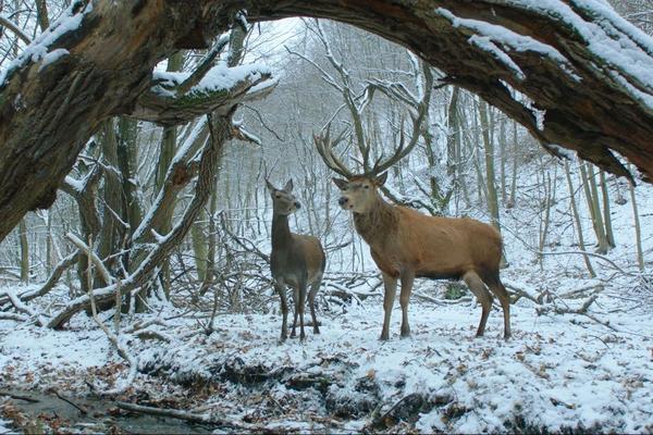 SAMO DANAS! Film iznenađenja na 45. FEST-u, Berlinski pobednik NA DUŠI I TELU! (VIDEO)