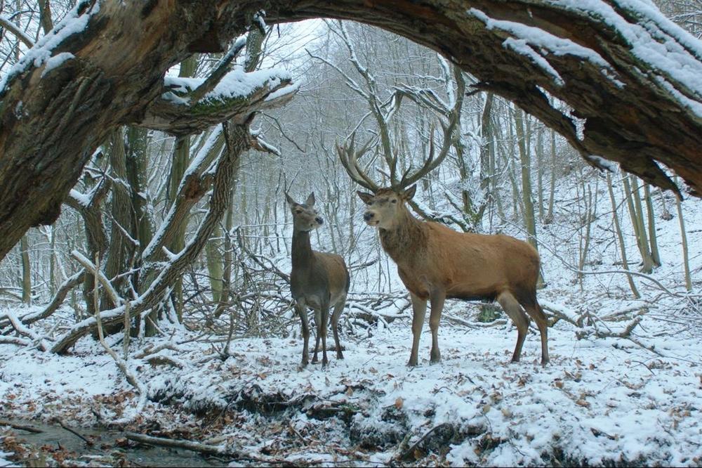 SAMO DANAS! Film iznenađenja na 45. FEST-u, Berlinski pobednik NA DUŠI I TELU! (VIDEO)