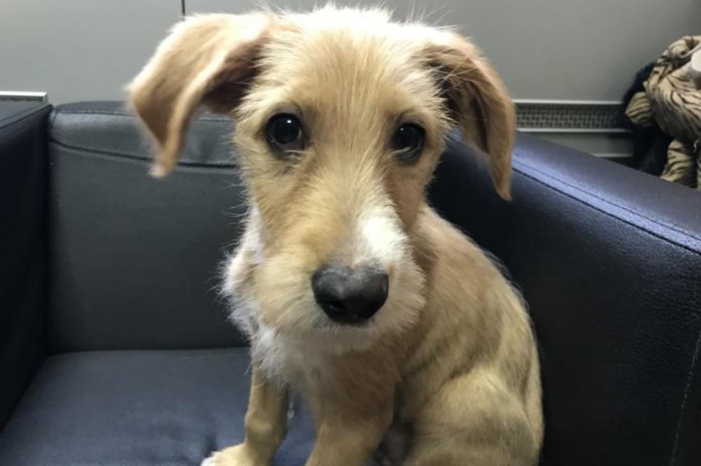 MALI LAV I DALJE STRPLJIVO ČEKA: Kuca koju je opština Stari grad sklonila sa ulice još uvek nije udomljena!