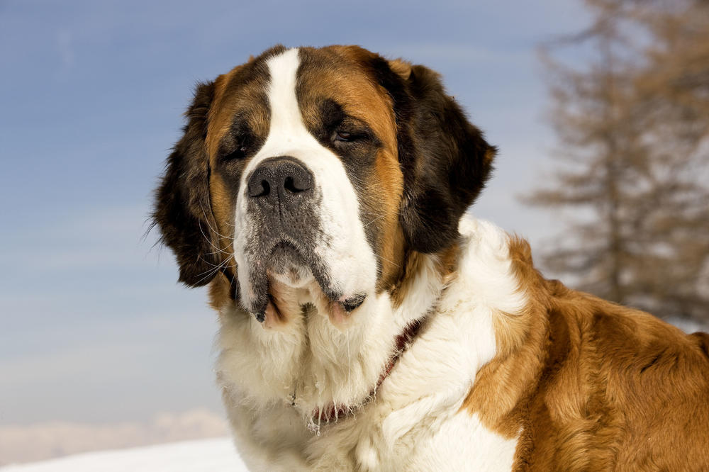 Posle 11 godina: Porodica dobila 885.000 dolara odštete za ubijenog psa!