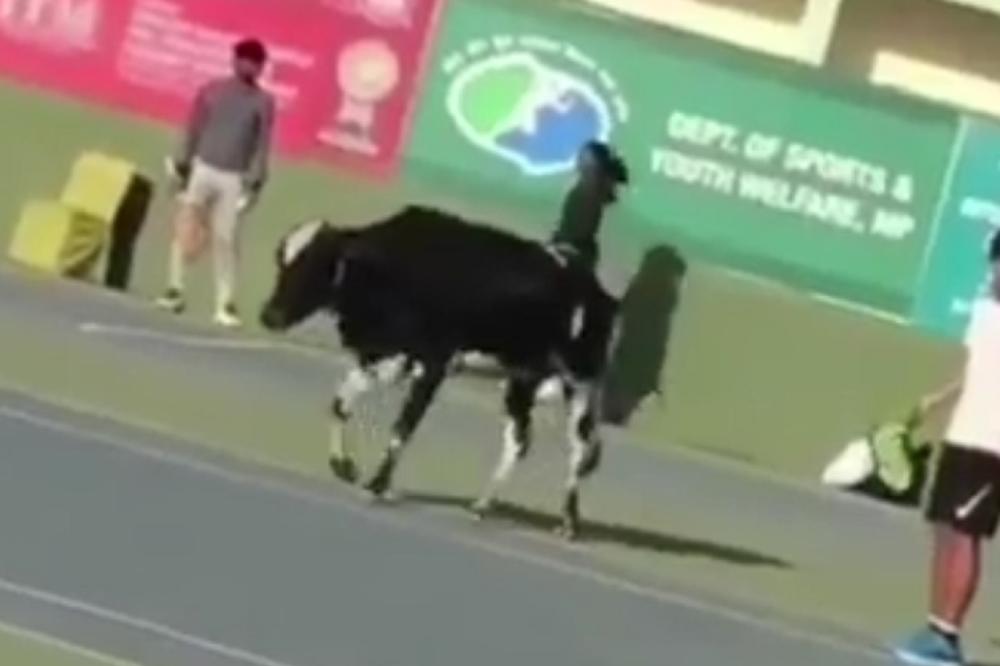 SVETA ŽIVOTINJA! Nerealna scena: Krava prekinula teniski meč u Indiji! (VIDEO)