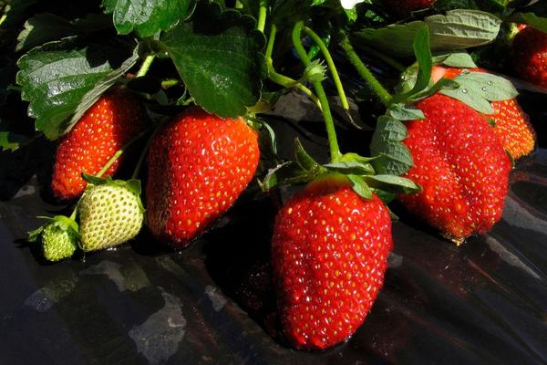 CEO SVET JE POLUDEO ZBOG BOJE OVIH JAGODA: Da li su plave ili crvene, šta vi kažete?