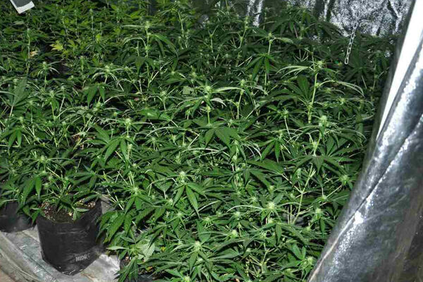 U DVORIŠTU UZGAJAO KANABIS: Uhapšen muškarac u Bojniku