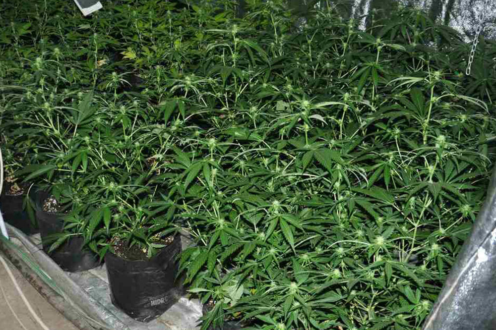 U DVORIŠTU UZGAJAO KANABIS: Uhapšen muškarac u Bojniku