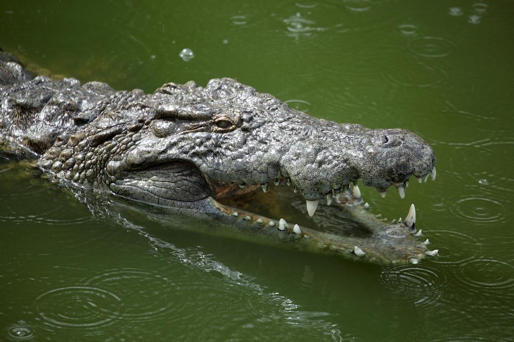 Imate li srca, životinje ljudske? Posetioci zoološkog vrta kamenovali krokodila do smrti! (VIDEO)