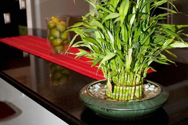 VERUJE SE DA OVE BILJKE DONOSE BRDO PARA U KUĆU: Ali samo pod 1 uslovom