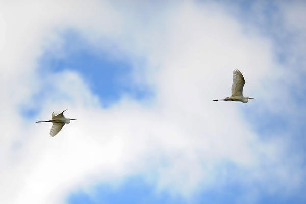 SVI SU ČEKALI PRVOJA: Kad ova roda stigne u srpsko selo - to je slično PRAZNIKU (FOTO)