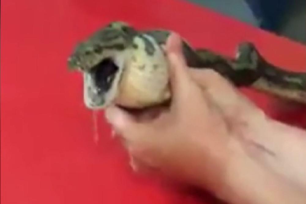 Đokoviću, čuvaj se zmije! Ovaj gmizavac opasno ugrožava sve tenisere! (VIDEO)