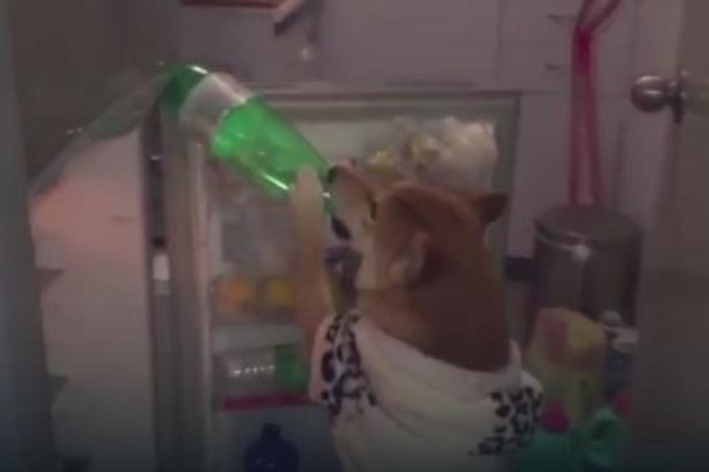 Da li je ovaj pas u prošlom životu bio čovek? Pogledajte, pa procenite sami! (VIDEO)