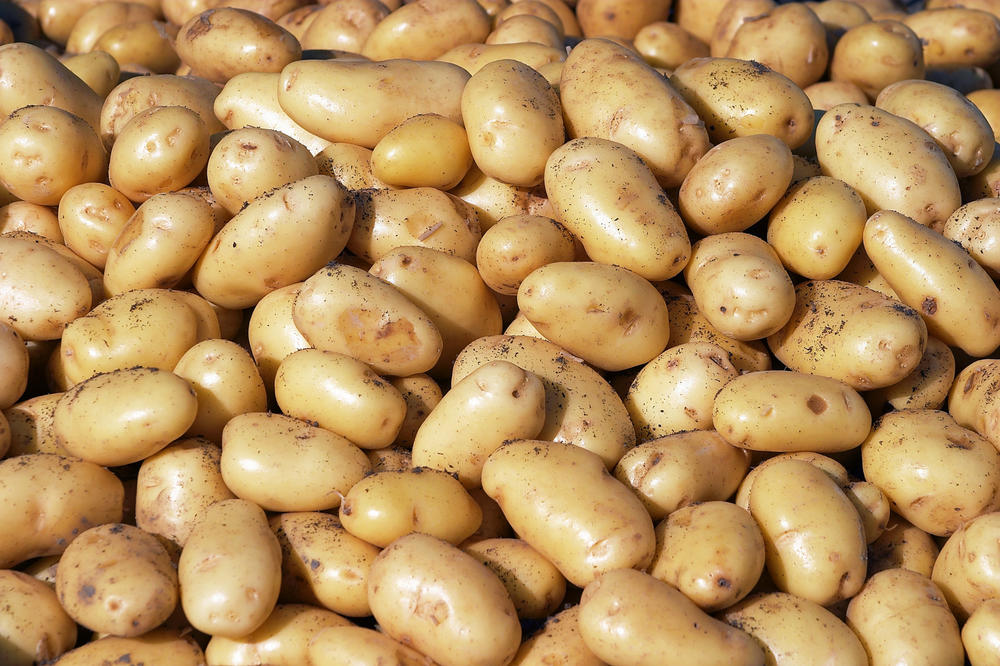 Svi u šoku: EU poslala zaražen krompir da nam zatruju zemlju!