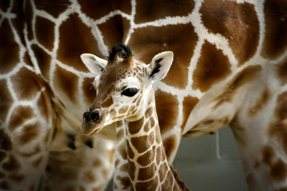 Da li znate kako žirafa dolazi na svet? Ovo nećete želeti da vidite! (GIF) (VIDEO)
