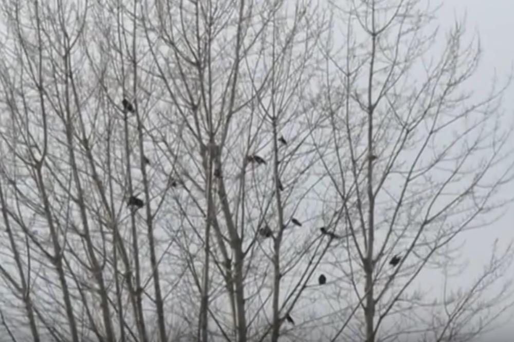 JAGODINA KAO U HIČKOKOVOM FILMU: Grad zaposele vrane, na pojedinim stablima ih ima i do 25!