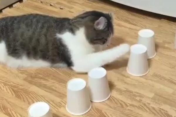 Sneško je definitivno VIDOVIT! Ova maca svaki put ZNA GDE JE SAKRIVENA LOPTICA! (VIDEO)