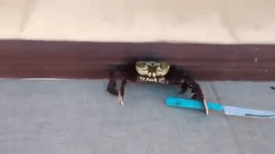 TAKNI ME I MRTAV SI! Rak se naoružao i borio da ne završi u tanjiru! (VIDEO)