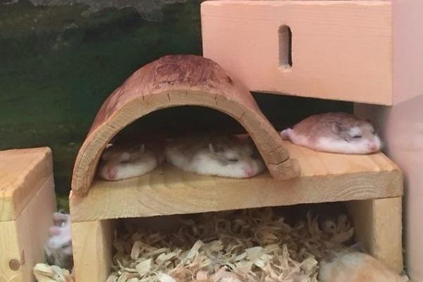 Niko se nije istopio kao oni: Ove životinje spavaju najluđe na svetu! (FOTO)