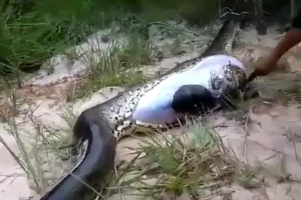 PITON od 7 metara progutao muškarca! Kada su ga otvorili... (UZNEMIRUJUĆI VIDEO)