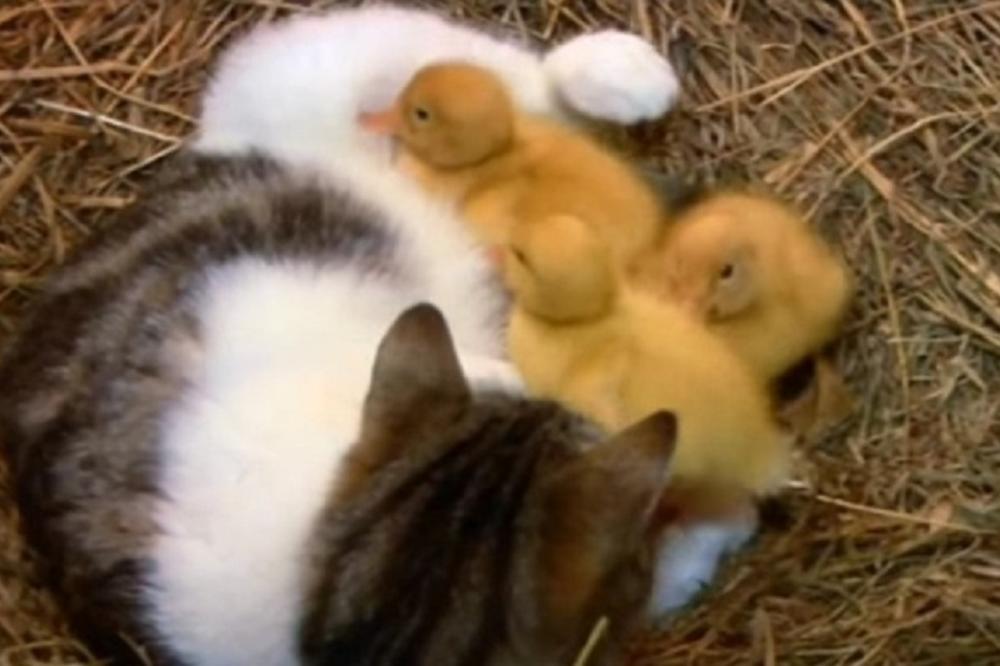 Mačka je pronašla pačiće, a njena reakcija rastopiće vaša srca! (FOTO)