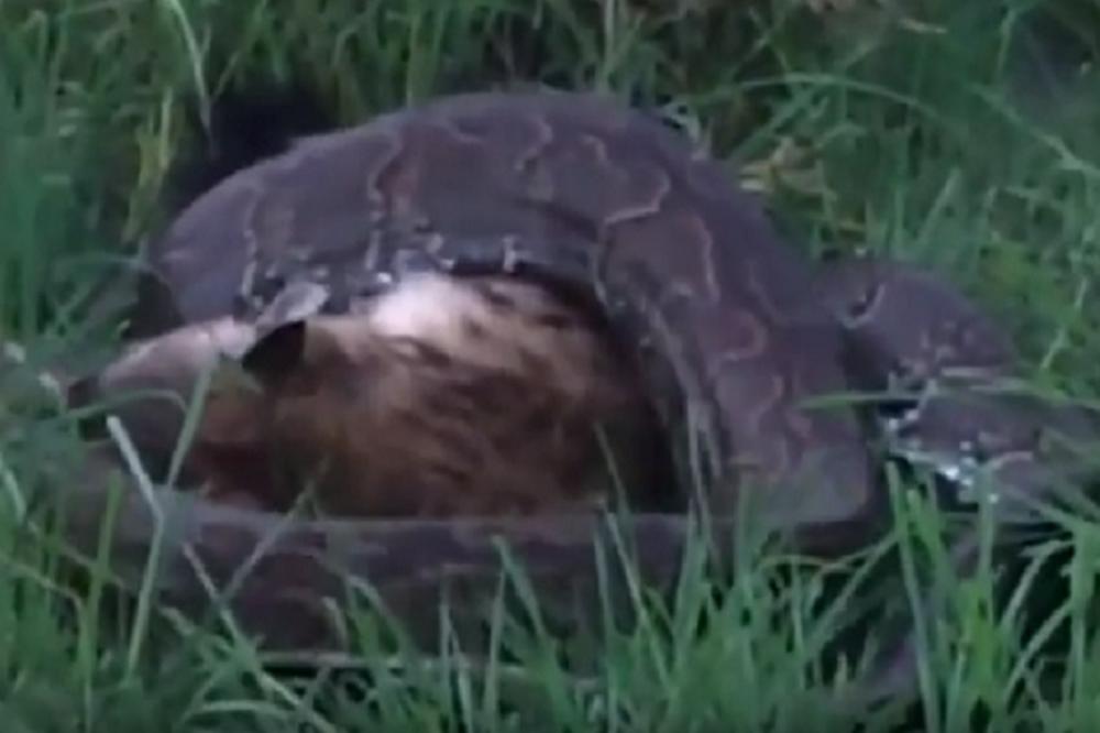Redak fenomen: Piton u Keniji pokušao da pojede hijenu! (VIDEO)