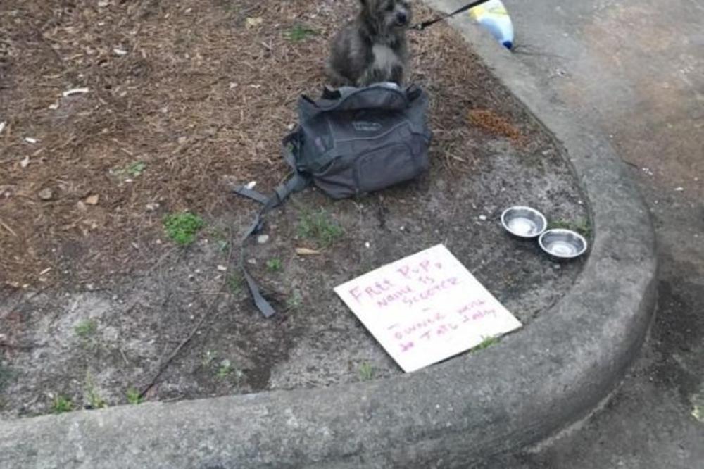 VIDELA JE OVOG PSIĆA NA ULICI PORED NATPISA NA KARTONU: Ono što je pročitala, nateralo joj je suze na oči! (FOTO)