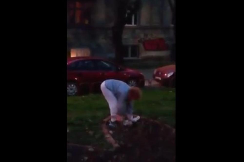 BEZ TRUNKE BLAMA Žena vadila sadnice na Zemunskom keju, a prolaznicima pretila batinama (VIDEO)