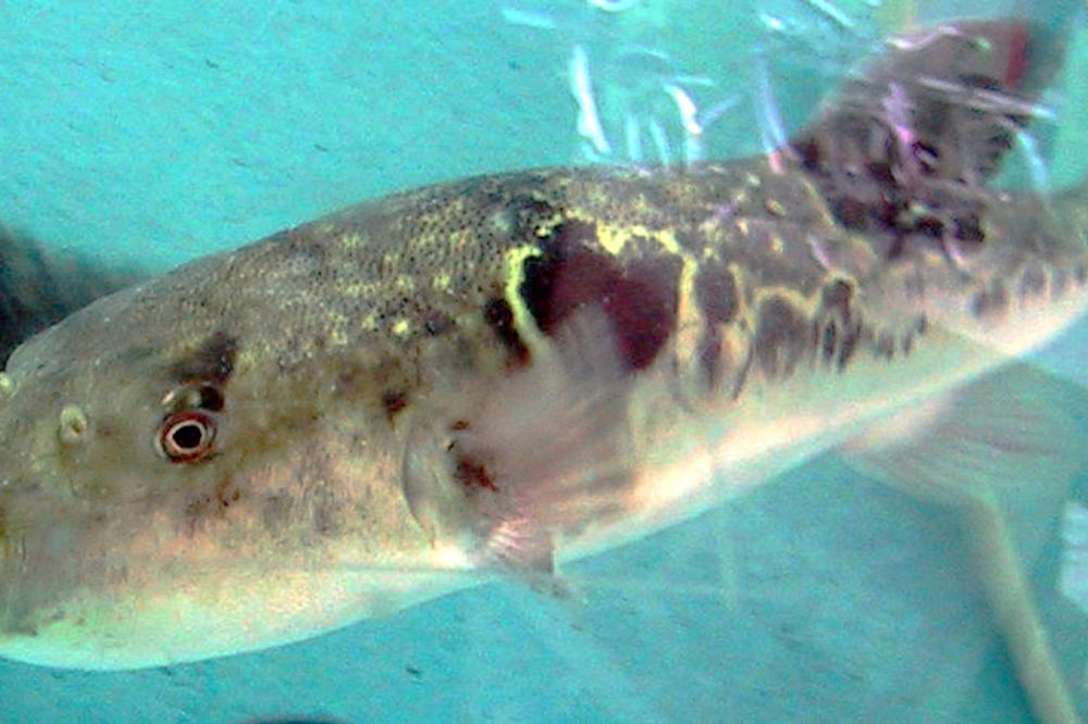 U JADRANU ULOVLJENA NAJOTROVNIJA RIBA NA SVETU: Otrov joj je 1.250 puta jači od cijanida!