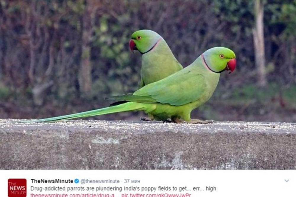 OBJAVILI RAT PAPAGAJIMA, ALI IM NE MOGU NIŠTA: Postali zavisnici, uništavaju polja maka u tišini!