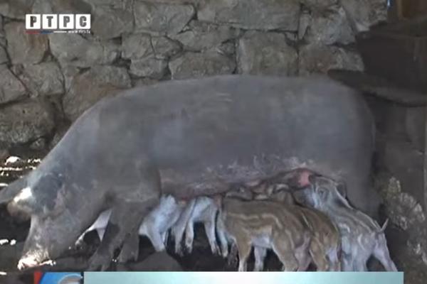 ZNAMO ŠTA SI RADILA PROŠLOG LETA: Domaća krmača oprasila 10 divljih prasića! (VIDEO)