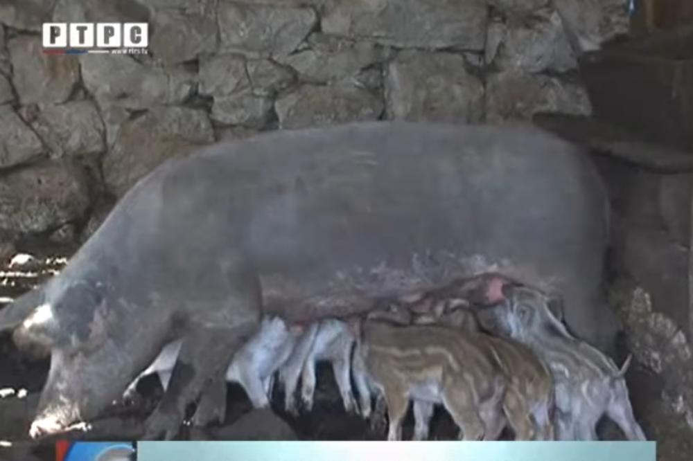 ZNAMO ŠTA SI RADILA PROŠLOG LETA: Domaća krmača oprasila 10 divljih prasića! (VIDEO)