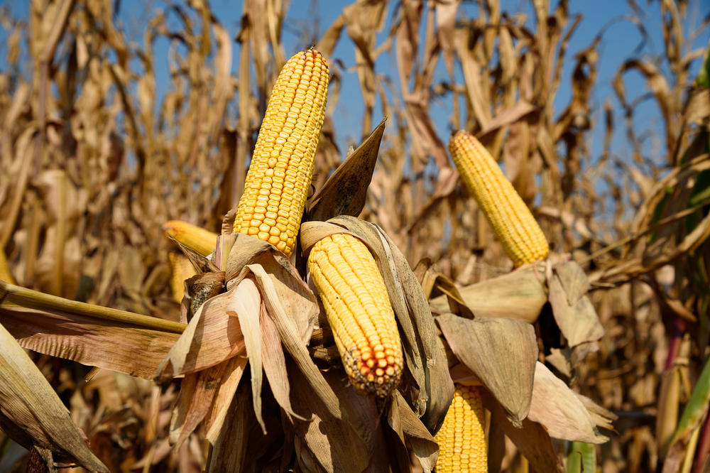 U KUKURUZU PRONAĐEN HOROR: Nećete moće da zaspite kada vidite ŠTA SE DESILO U HRVATSKOJ!
