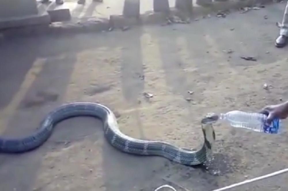 I NAJSMRTONOSNIJI GMIZAVCI IMAJU DUŠU: Pogledajte kako zmija pije vodu iz flašice! (VIDEO)