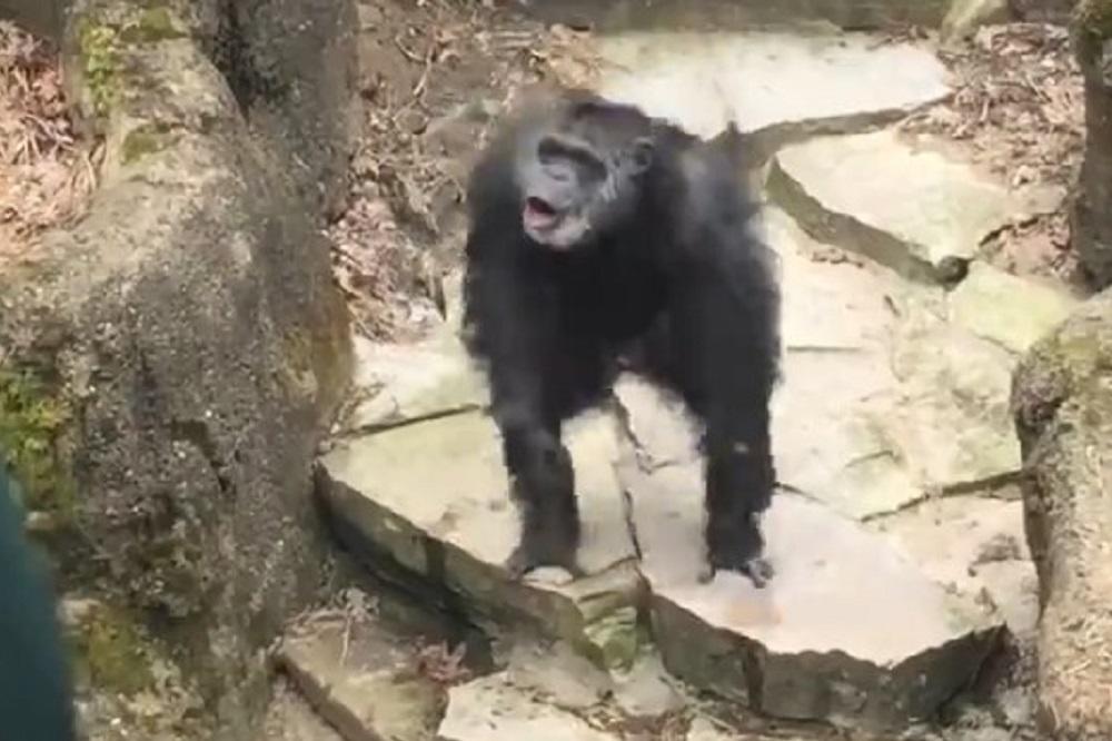 Izmetom na babu! Blesavi šimpanza pogodio staricu u najgore moguće mesto! (VIDEO)
