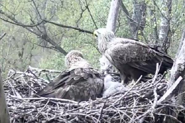 DŽINOVSKI ORLOVI NAPRAVILI GNEZDO U CENTRU BEOGRADA: Gledajte uživo SPEKTAKL PRIRODE! (VIDEO)