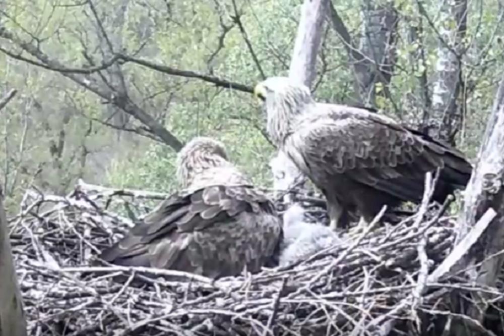 DŽINOVSKI ORLOVI NAPRAVILI GNEZDO U CENTRU BEOGRADA: Gledajte uživo SPEKTAKL PRIRODE! (VIDEO)