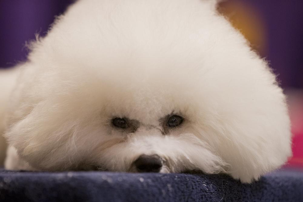 LUDA SREĆA: Nakon 11 godina pronađen nestali pas!