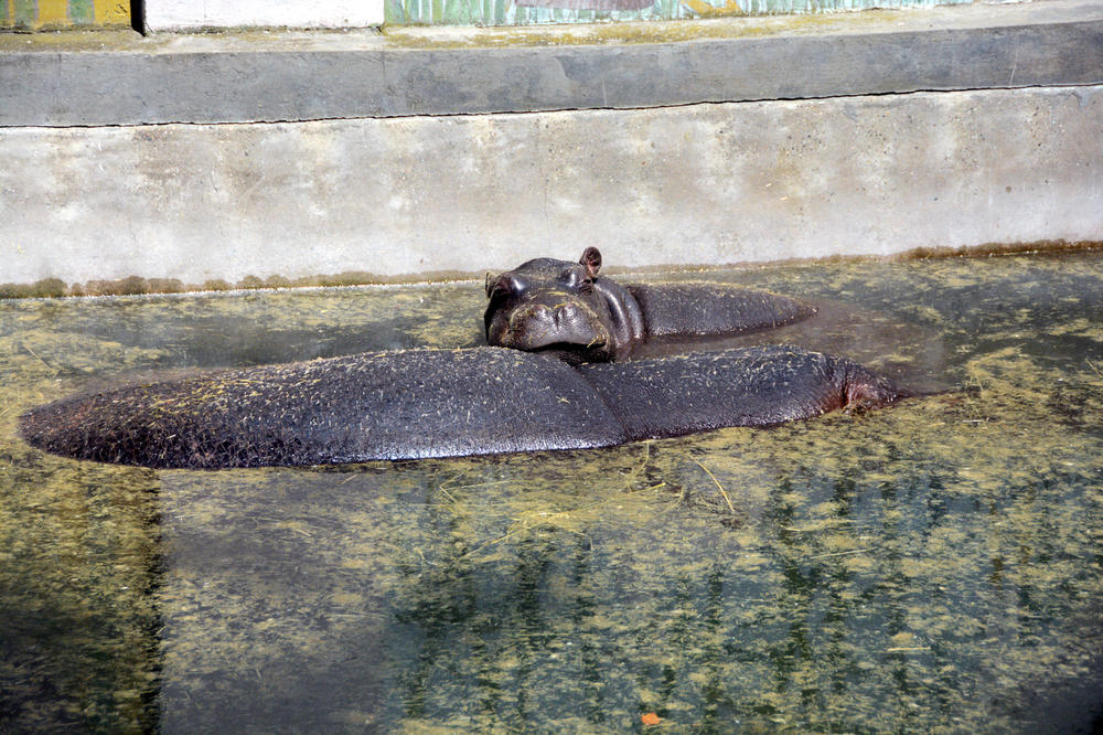 UGINULA NILA, BEBA NILSKOG KONJA IZ BEOGRADSKOG ZOO VRTA: Poslednje mesece provela je u katastrofalnim uslovima!