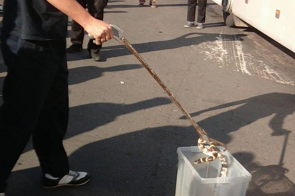 STRAVIČAN PRIZOR NA AUTOBUSKOJ STANICI U BG: Ogromna zmija izletela iz nepoznate torbe! (FOTO)