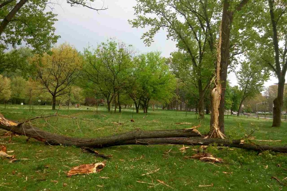 ČOVEK PRONAĐEN NA DRVETU KAKO VISI OBEŠEN: Prizor strave i užasa nadomak Beograda!