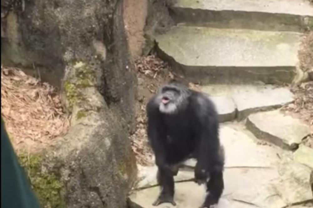 Gadno, da gadnije ne može biti! Pogledajte šta je šimpanza bacila baki PRAVO U LICE! (VIDEO)