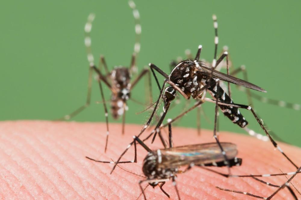 URNIŠU VAS NA SVAKOM KORAKU? ZBOG OVIH 7 RAZLOGA ste baš vi MAGNET za komarce!